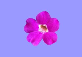 Isolated violet trumpet vine l aurel clockvine flower with clipping paths. photo