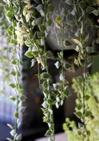 Flowing String of Tears Plant in Natural Light photo