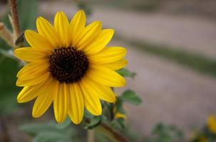 soleada amarilla de ojos negros susan en plena floración foto