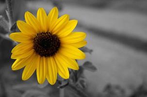 Vibrant Black Eyed Susan with Selective Color photo