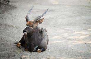 antílope nyala en el zoológico foto