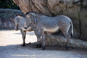 zebras in zoo photo