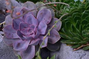 purple succulent plant photo
