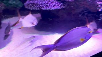 Underwater Tropical Corals Reef. Tropical underwater sea fish. Colourful tropical coral reef. Scene reef. Marine life sea world. Underwater fish reef marine. Tropical colourful underwater seascape video