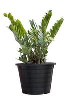 Zanzibar gem, aroid palm or arum fern in black plastic pot isolated on white background included clipping path. photo