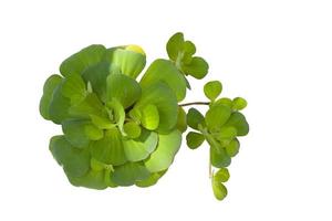 Top view of Pistia stratiotes Linn is plant in water isolated on white background with clipping path. photo