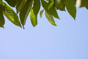 Leaf of Yellow elder or tecoma stans on the blue sky for background. photo