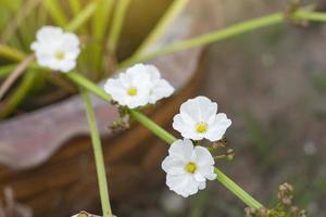 White Burhead or Texas mud baby bloom in pot with sunlight on blur nature background. photo