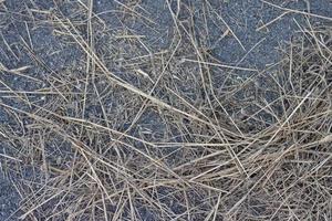 Stacked of dry grass on the asphalt road in countryside. photo