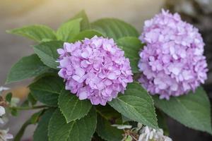 Pink Hydrangea flower bloom on tree with sunlight in the garden. photo