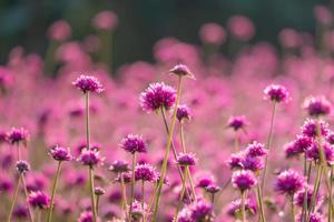 pink amaranth flower blossom on field, Beautiful growing and flowers on meadow blooming in the morning.Soft pastel on nature bokeh background photo