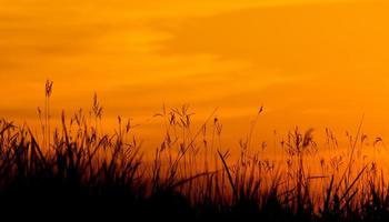 hermosa puesta de sol con hierba en el fondo del cielo vista de belleza natural foto
