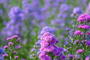 Margaret Flowers,Beautiful closed up of Purple Margaret flowers fields in morning photo