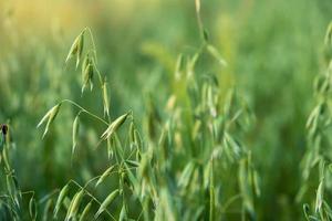 espigas verdes de avena sin madurar en el campo de un agricultor. foto