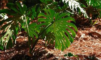 Green leaves of plant Monstera grows in wild climbing tree jungle, rainforest plants evergreen vines bushes. Tropical jungle foliage pattern concept background. photo