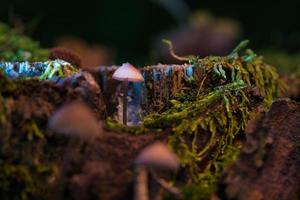 un pequeño hongo de filigrana en la raíz de un árbol, con punto de luz en el bosque. bosque foto