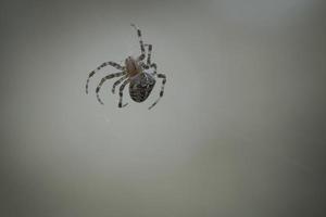 Cross spider crawling on a spider thread. Halloween fright. A useful hunter among photo