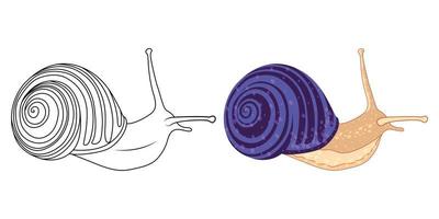 Snail coloring pages and illustration vector