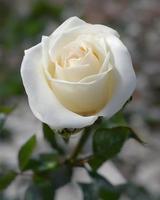 White Rose Flowers photo