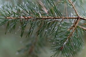 Close up from Pine trees with water drops on it. photo