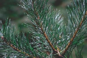 Close up from Pine trees with water drops on it. photo