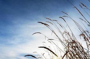 Dry grass spikelet close-up on the background of blue cloudy sky and winter snowy landscape. Abstract natural background with copy space photo