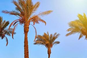 Palm trees on a beach with blue sky photo