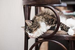 joven lindo gato doméstico en casa, primer plano foto