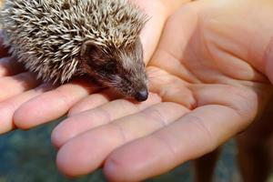 Small hedgehog in female hands on green background photo