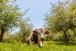 The cow lies on a green meadow in an apple garden, sunny day photo