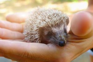 Small hedgehog in female hands on green background photo