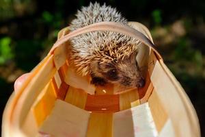 Hedgehog in a small basket of berries photo