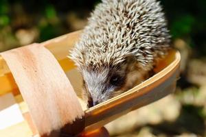 Hedgehog in a small basket of berries photo