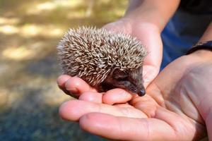 Small hedgehog in female hands on green background photo