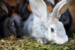 Gray and black bunny rabbits eating grass, closeup photo