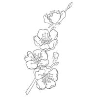 Linear Illustration of Blossoming Peach Branch. vector