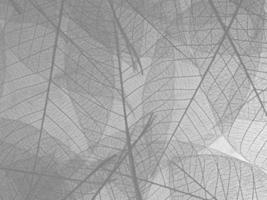fondo de textura gris con efecto de hojas foto