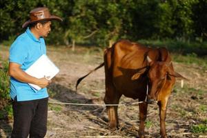 Asian male vet is taking care and recording information about cow in Thailand. Concept . Study and research about growth and disease of animal. Agriculture development. zoology. Cow veterinary. photo