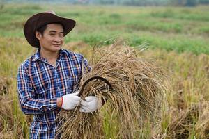 apuesto agricultor asiático usa sombrero, sostiene hoz y plantas de arroz cosechadas en el campo de arroz. concepto, ocupación agrícola. granjero feliz con arroz orgánico. foto