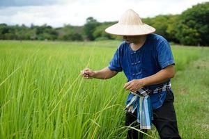 Asian man farmer wears hat and blue shirt, checking growth and diseases of rice plants at paddy field. Concept , Agriculture occupation, Organic farming. Take good care. photo