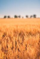 Field of wheat in summer. Beautiful nature background. Provence, France. Amazing nature closeup of blurred wheat field, dreamy landscape, warm sunset light. Golden bright countryside rural scenic photo
