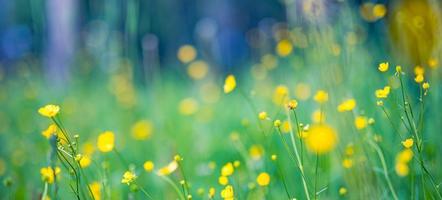 Abstract soft focus sunset field landscape of yellow flowers and grass meadow warm golden hour sunset sunrise time. Tranquil spring summer nature closeup and blurred forest background. Idyllic nature photo