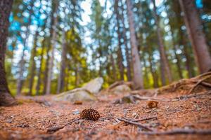 Beautiful majestic evergreen forest. Mighty pine, spruce trees, moss, plants, closeup pine cone on forest ground, blurred dreamy landscape. Abstract nature, inspire background. Foliage, bokeh trees photo