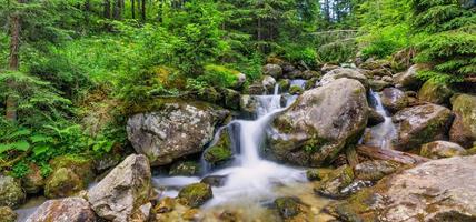 Beautiful close up ecology nature landscape with mountain creek. Abstract long exposure forest stream with pine trees and green foliage background. Autumn tiny waterfall rocks, amazing sunny nature photo