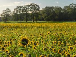 many sunflowers in the german muensterland photo