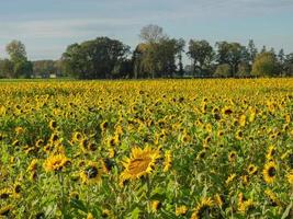 Sunflowers in westphalia photo