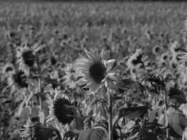 Sunflowers in westphalia photo