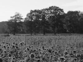 Sunflowers in westphalia photo