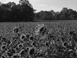 Sunflowers in westphalia photo