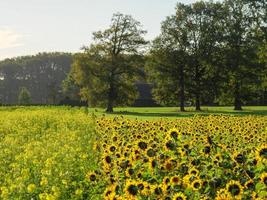 Sunflowers in westphalia photo